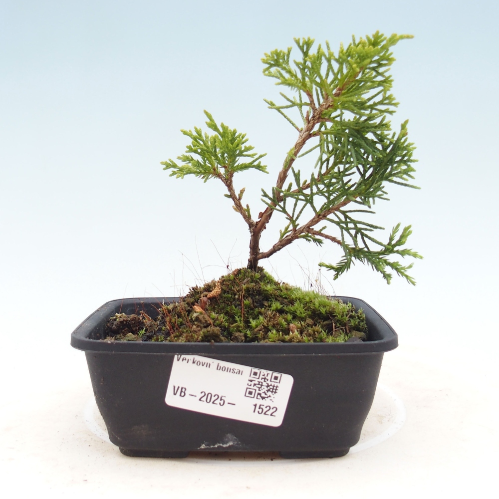 Outdoor bonsai - Juniperus chinensis Itoigawa - Jałowiec chiński