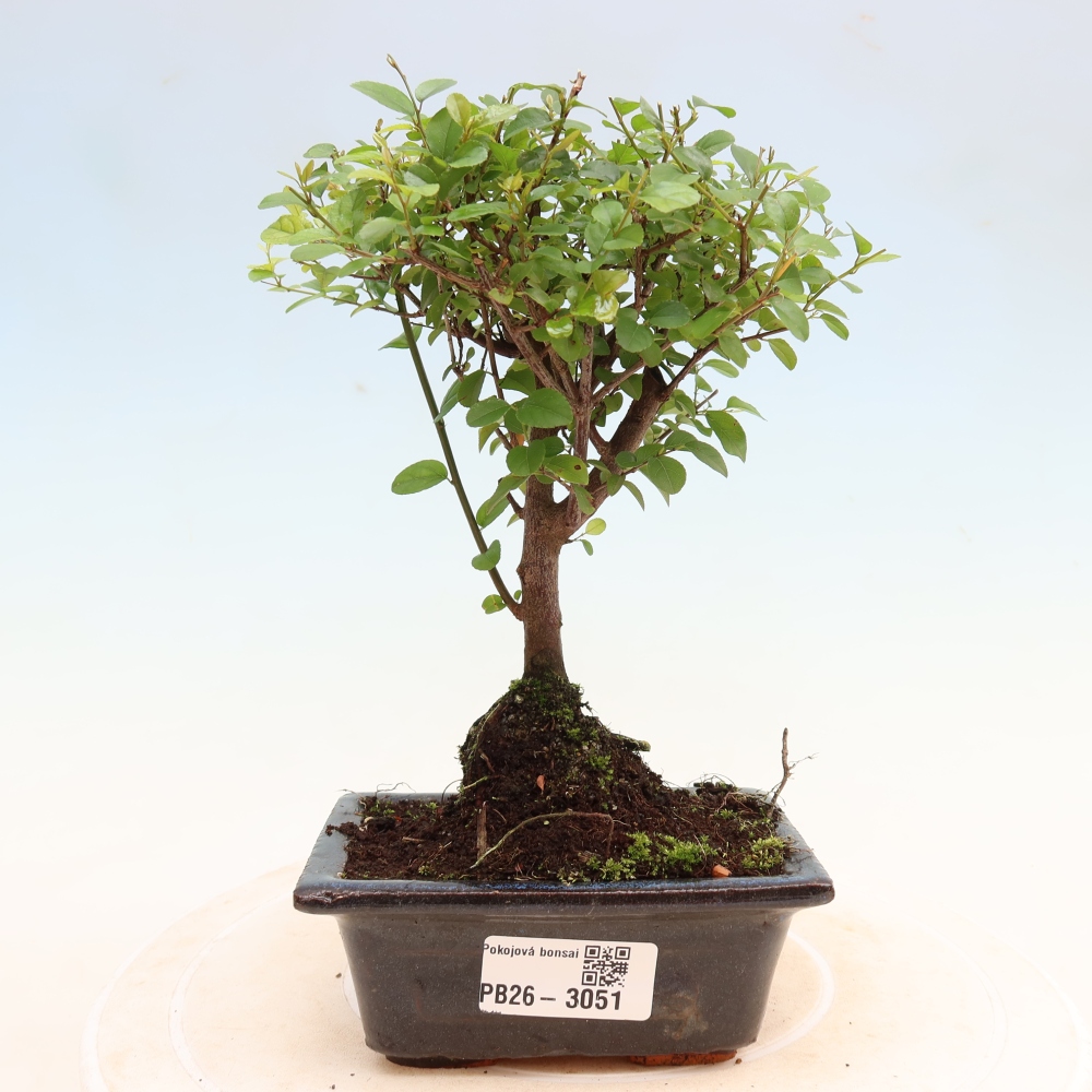 Bonsai pokojowe - Sageretia thea - Sageretia thea