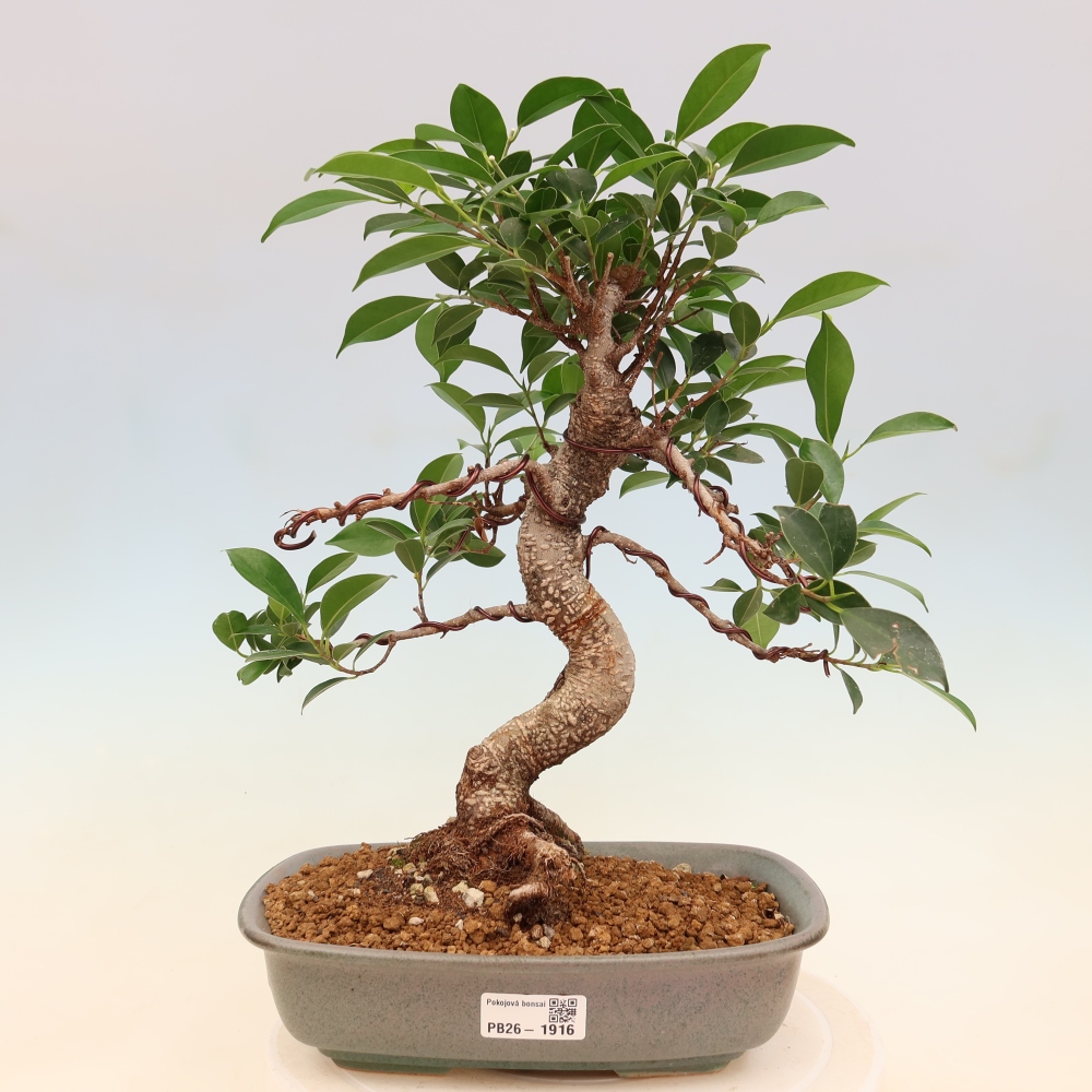 Pokój bonsai - Ficus kimmen - figowiec drobnolistny