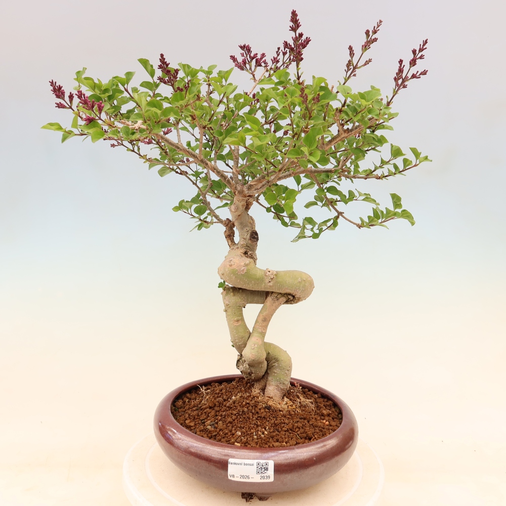 Outdoor bonsai - Syringa microphylla - liliowiec drobnokwiatowy