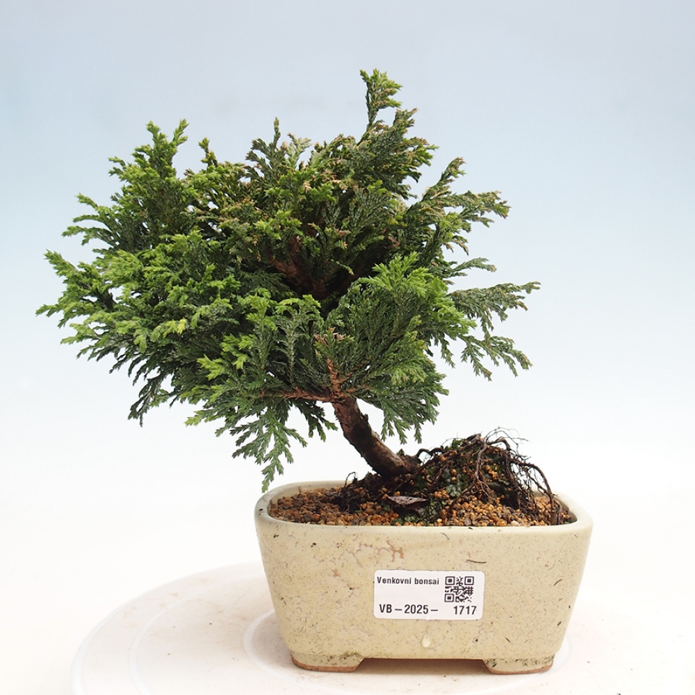 Outdoor bonsai - Cham.pis Parslori - Cyprys