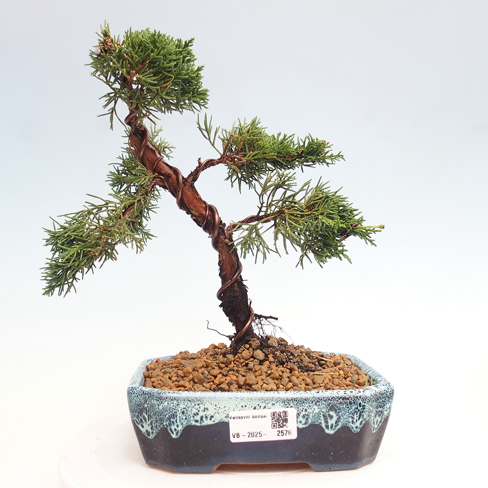 Bonsai zewnętrzne - Juniperus chinensis Kishu - Jałowiec chiński