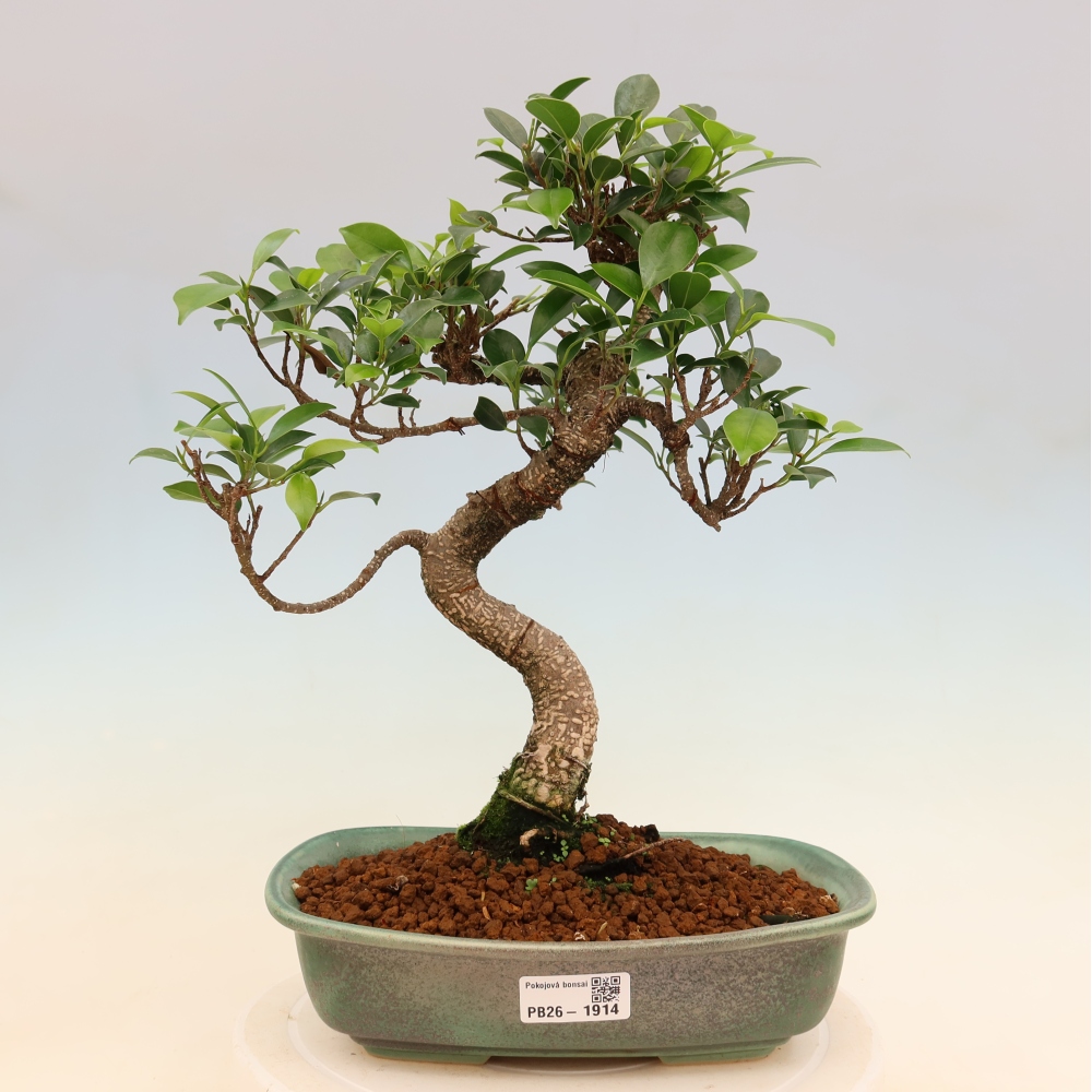 Pokój bonsai - Ficus kimmen - figowiec drobnolistny
