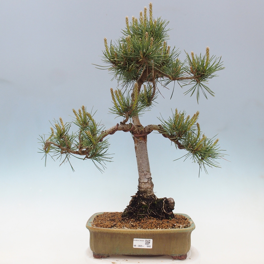 Outdoor bonsai - Pinus Sylvestris - sosna zwyczajna