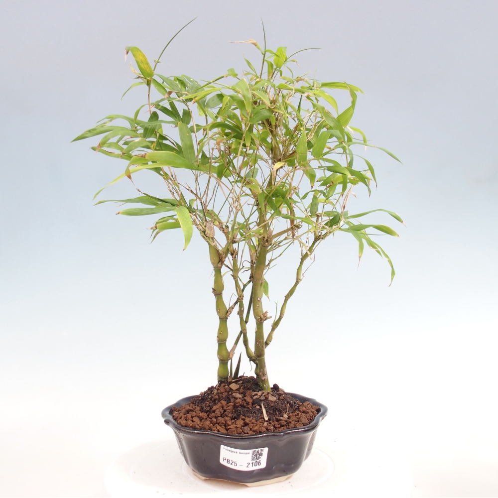 Bonsai wewnętrzne - Bambusowy Budda - Brzuch Bambusowego Buddy