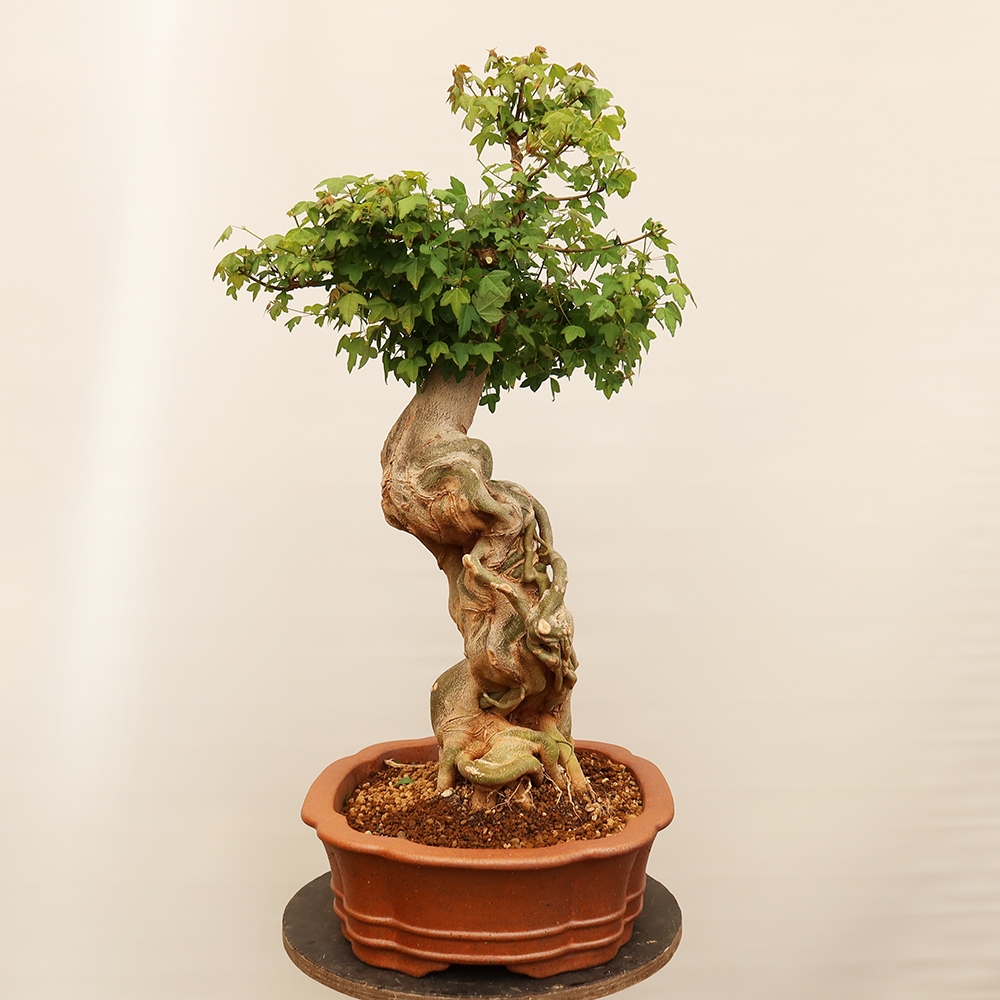 Outdoor bonsai - Klon burgeryjski - Acer burgerianum