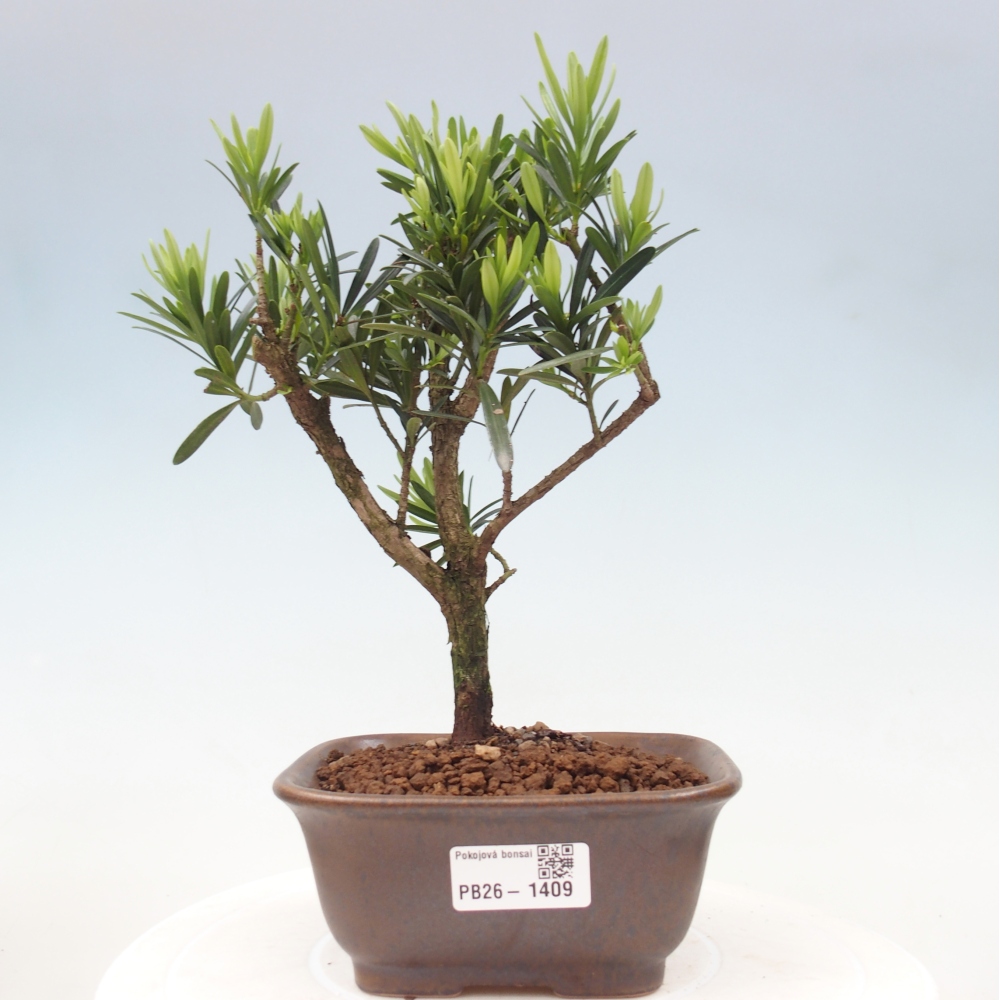 Pokój bonsai - Podocarpus - Kamienny cis