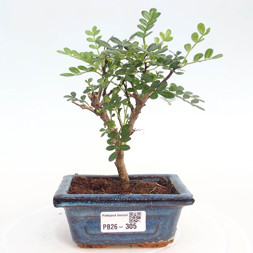 Pokój bonsai - Zantoxylum piperitum - drzewo pieprzowe
