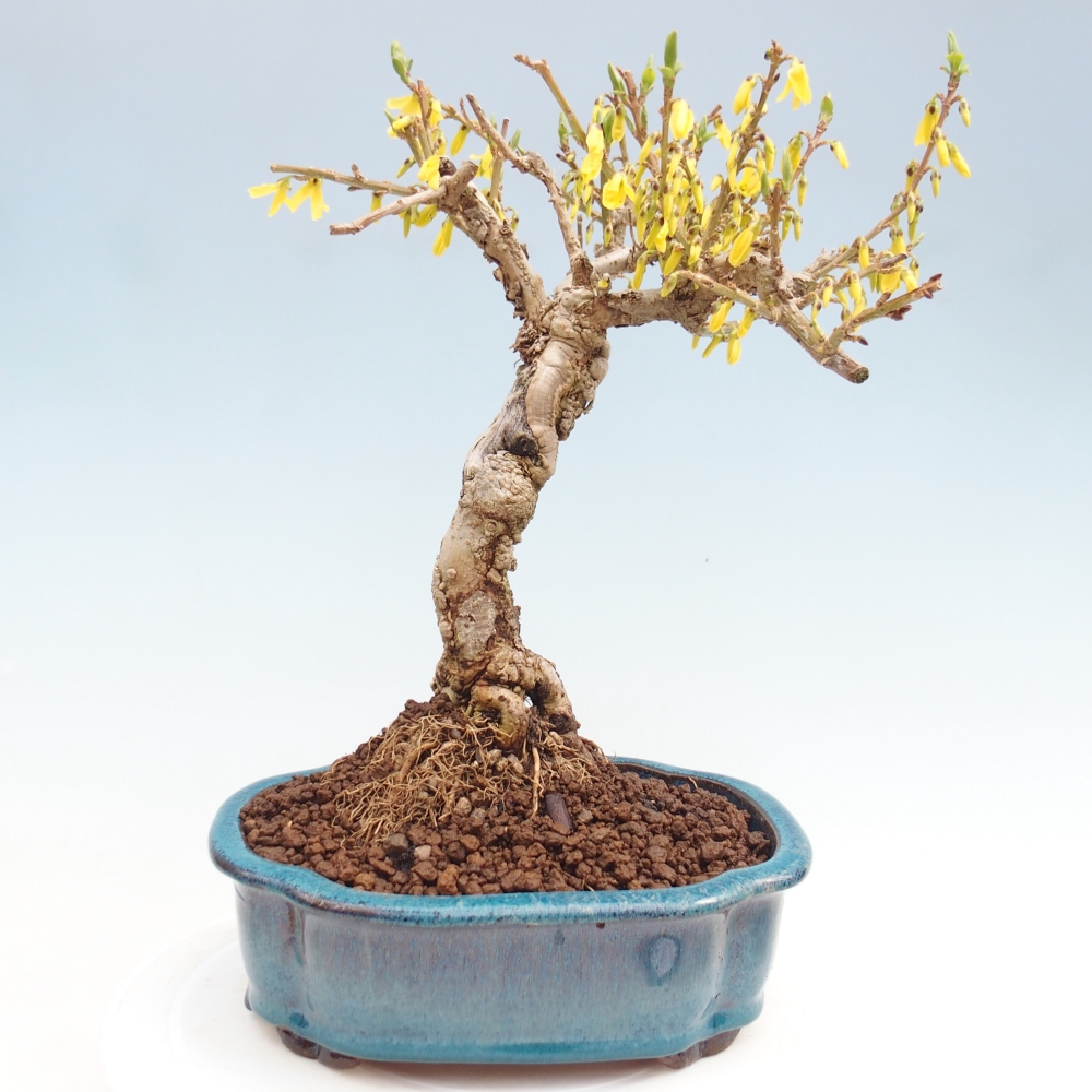 Outdoor bonsai - Zlatice - Forsycja koreańska