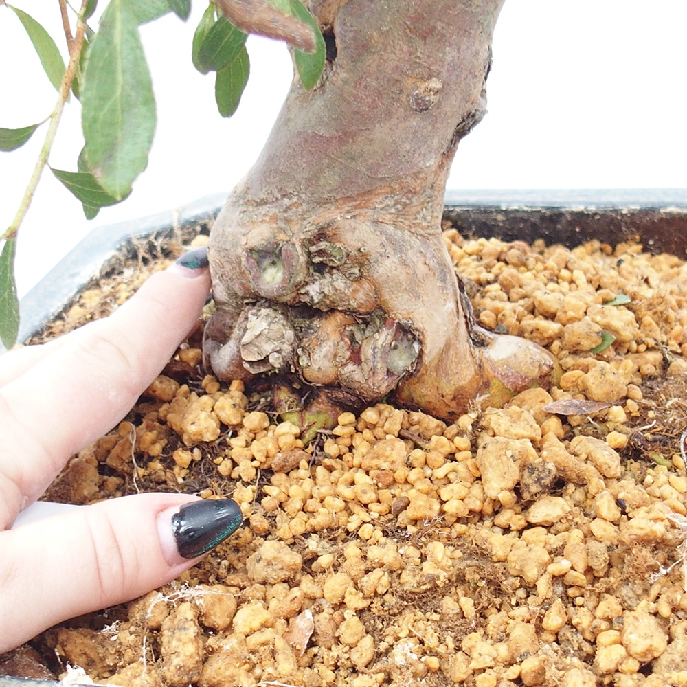Bonsai zewnętrzne - Azalia japońska - Azalia satsuki
