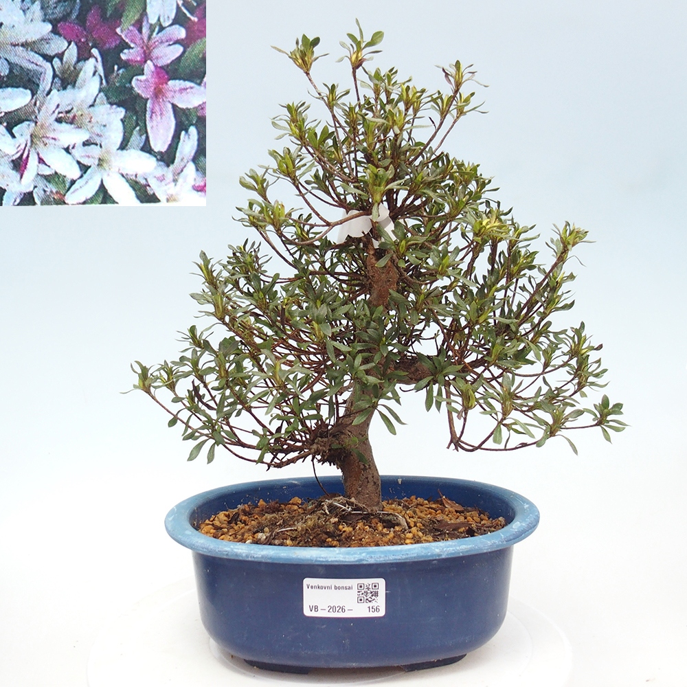 Bonsai zewnętrzne - Azalia japońska - Azalea Ryusen