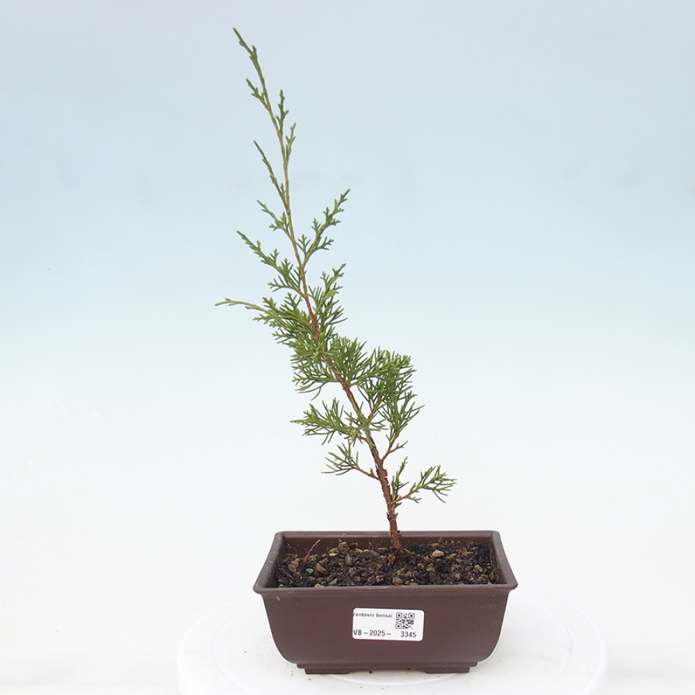 Outdoor bonsai - Juniperus chinensis Itoigawa - Jałowiec chiński