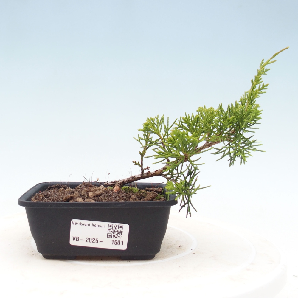 Outdoor bonsai - Juniperus chinensis Itoigawa - Jałowiec chiński