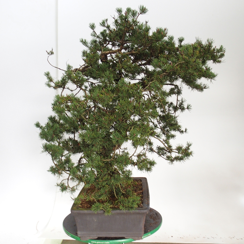 Yamadori - Pinus sylvestris Hiszpania