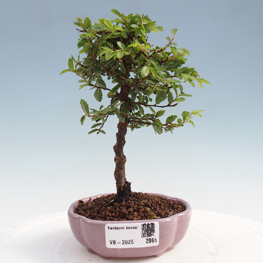 Bonsai zewnętrzne - Ulmus parvifolia Sagei - Wiąz drobnolistny