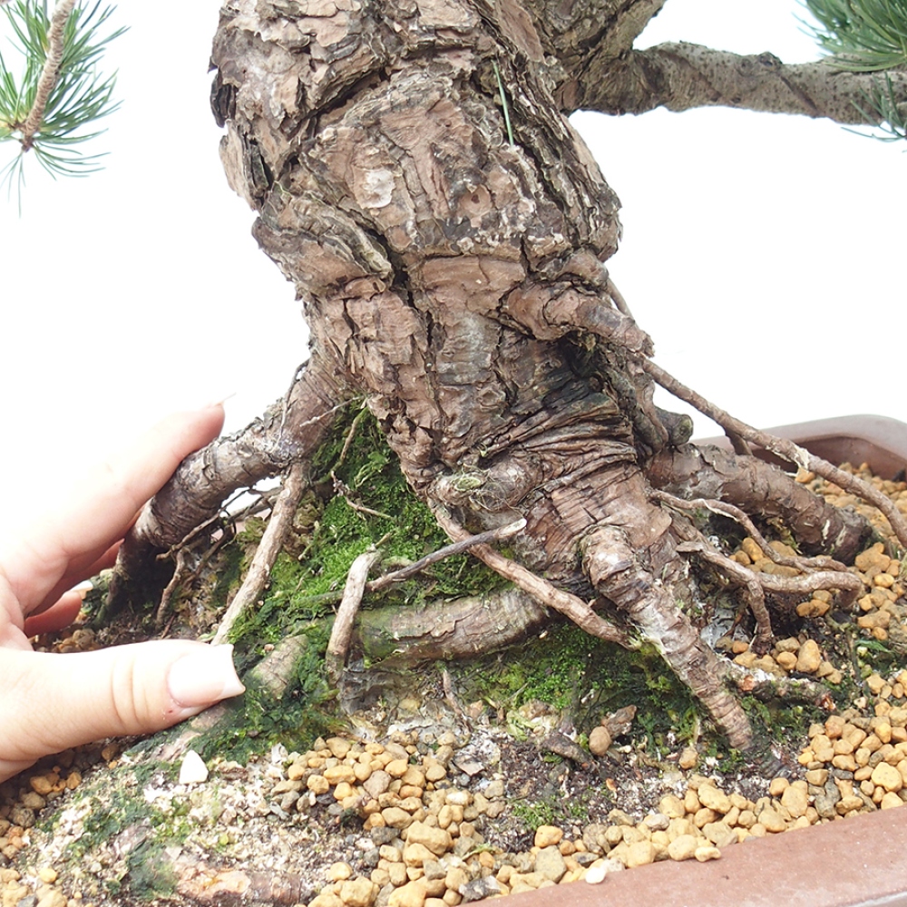 Outdoor bonsai - Pinus parviflora - Pinus parviflora