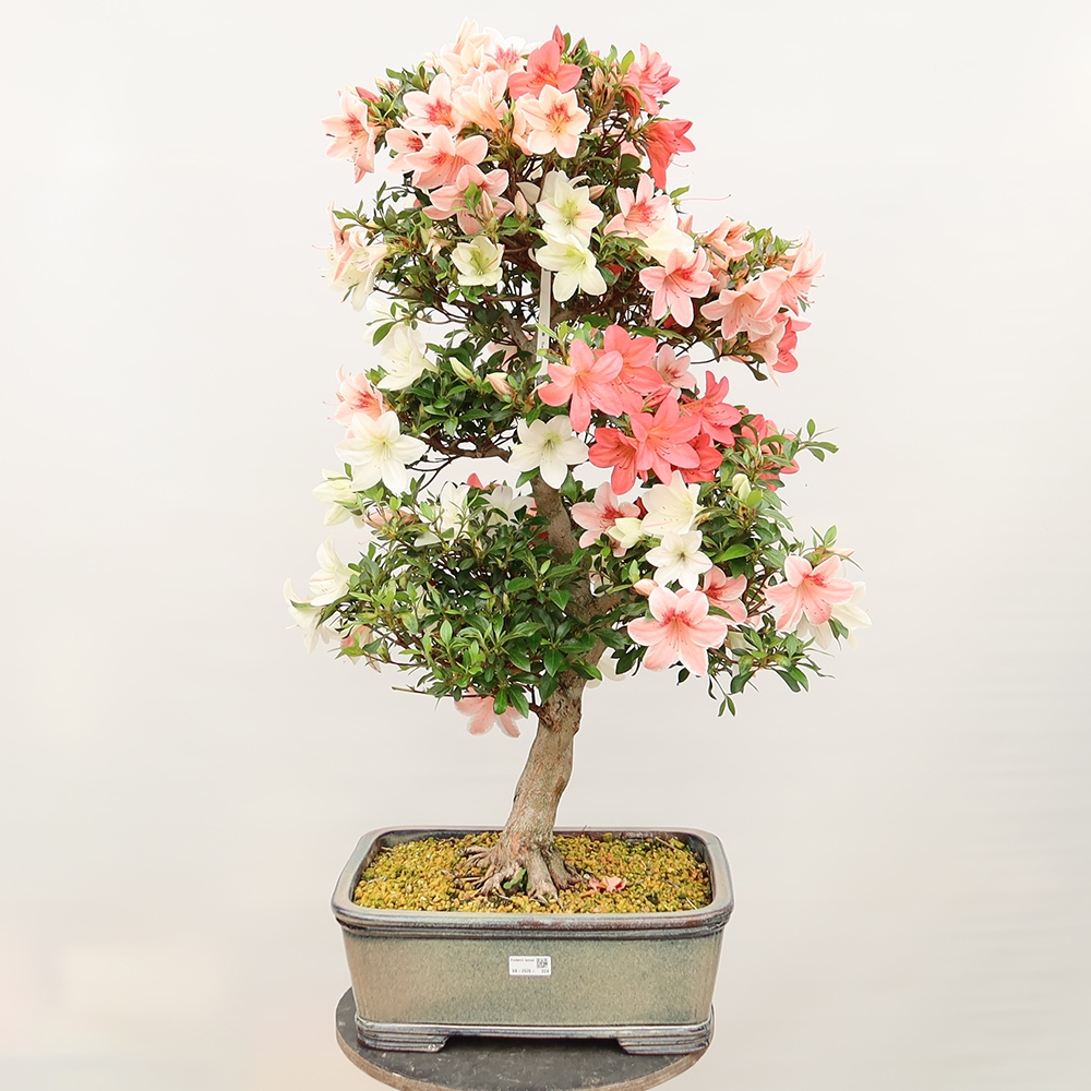 Bonsai zewnętrzne - Azalia japońska - Azalia Saishun
