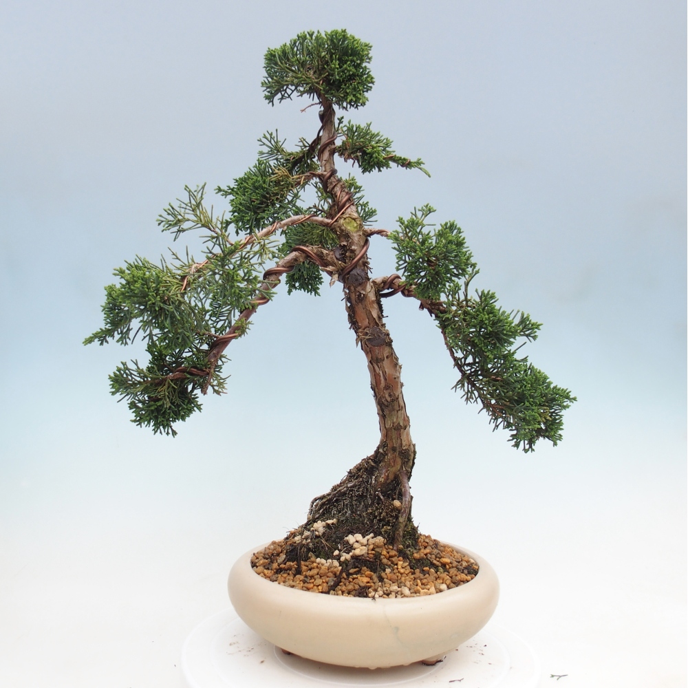 Outdoor bonsai - Juniperus chinensis Kishu