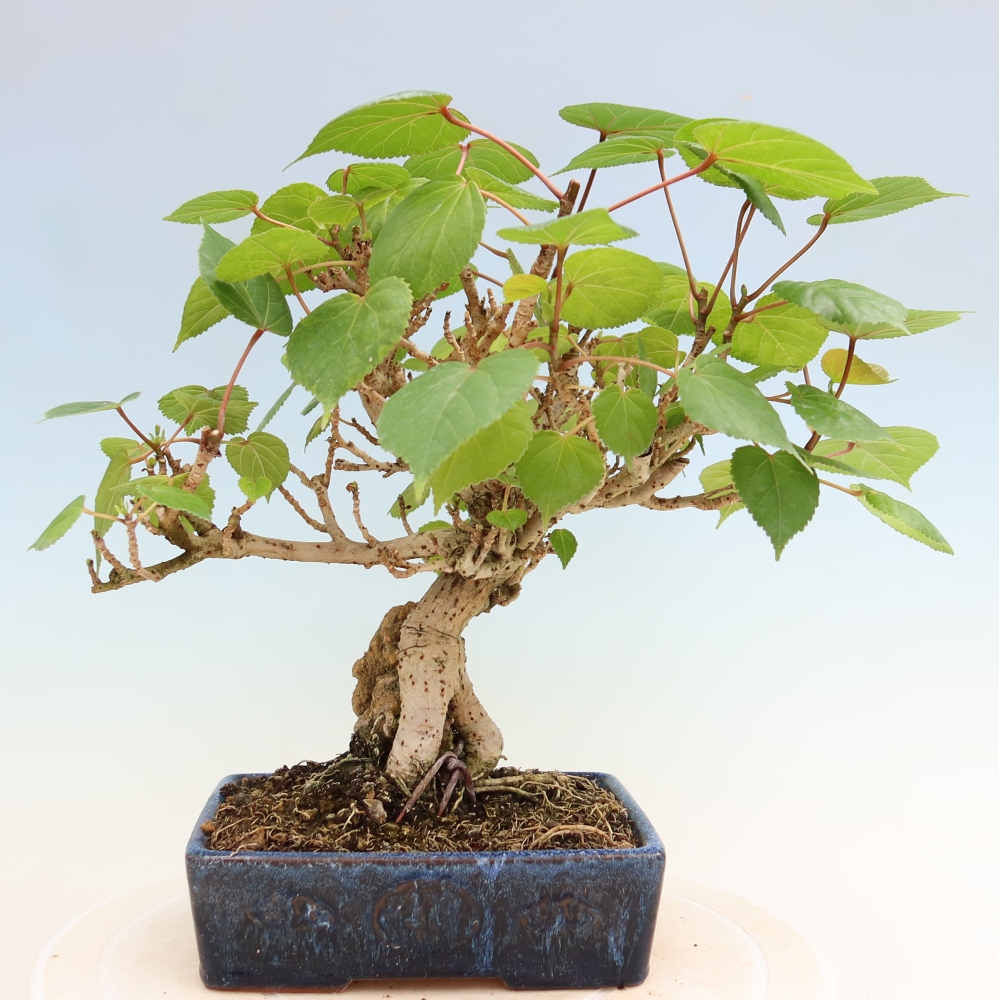 Bonsai domowe - Hibiscus tiliaceus - Hibiskus morski