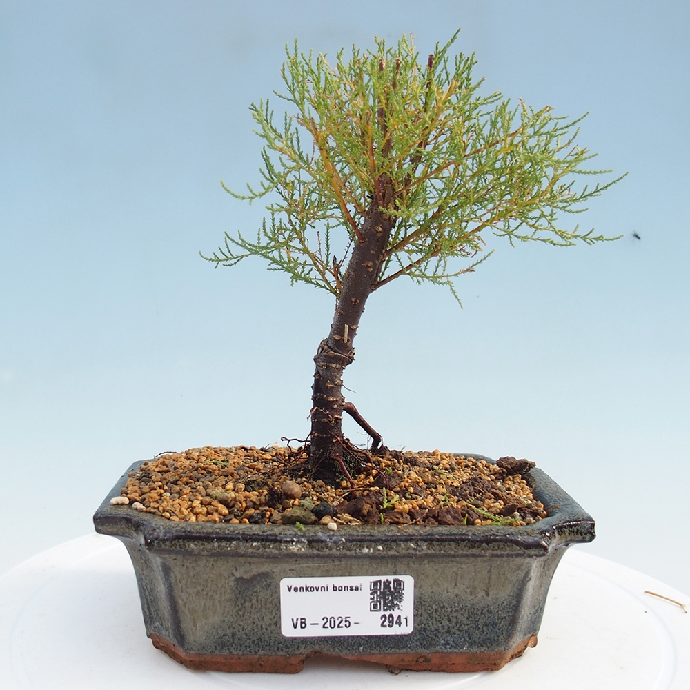 Bonsai na zewnątrz - Tamarix - Tamarix