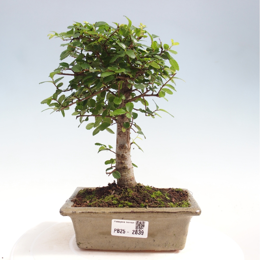 Kryty bonsai - Ulmus parvifolia - Wiąz drobnolistny