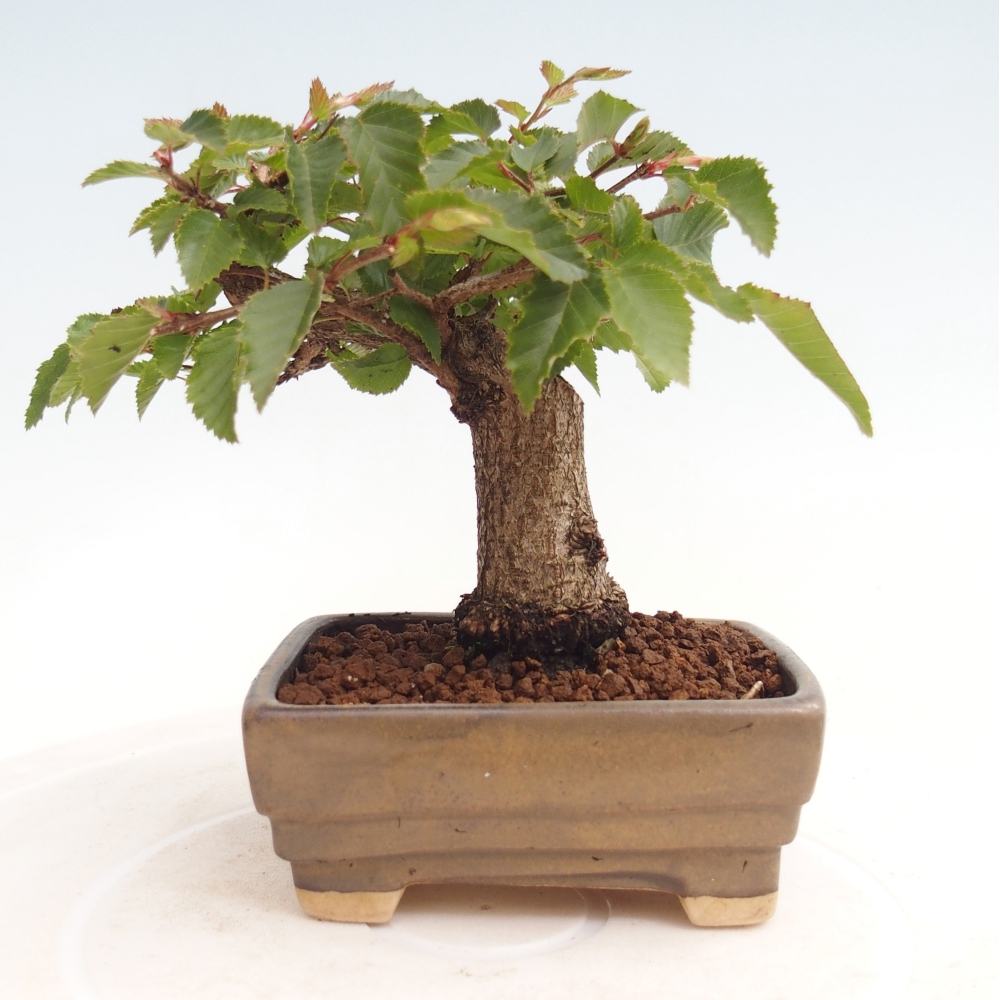 Na zewnątrz bonsai-Karpiny KARPINOWE - Koreański Grab