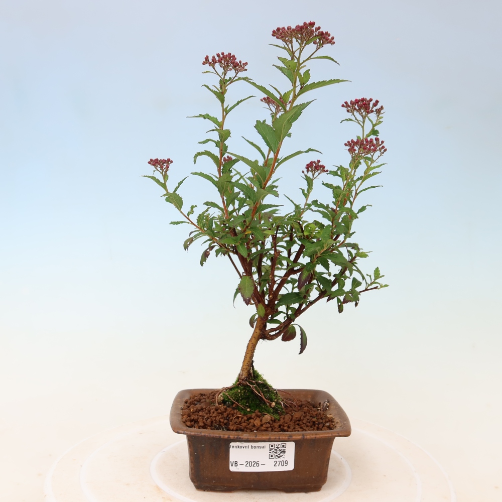 Bonsai ogrodowe – spirea japońska – Spirea japonica Anthony Waterer