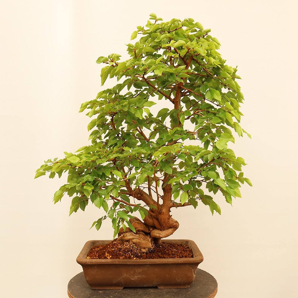 Bonsai plenerowe - Carpinus Coreana - grab koreański