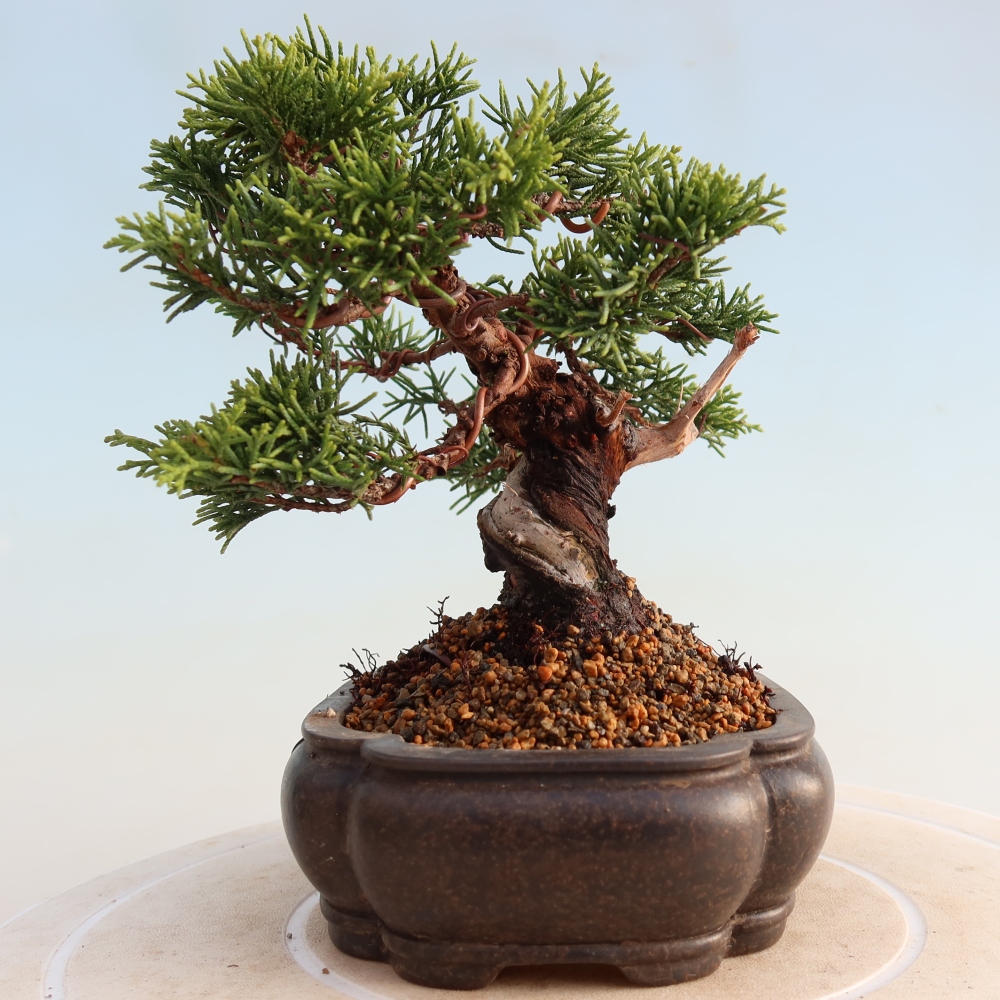 Outdoor bonsai - Juniperus chinensis Itoigawa - Jałowiec chiński