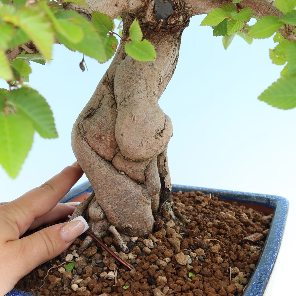 Outdoor bonsai - Carpinus coreana - grab koreański