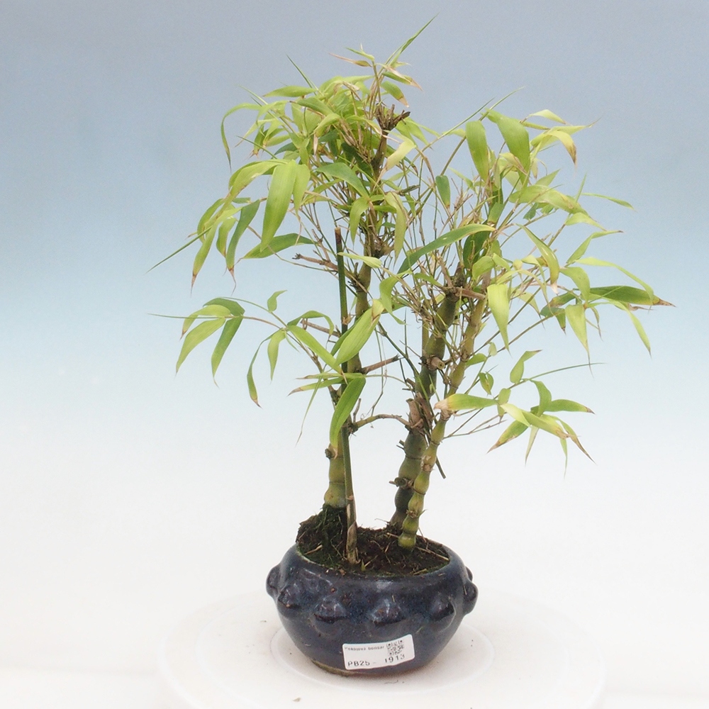 Bonsai wewnętrzne - Bambusowy Budda - Brzuch Bambusowego Buddy
