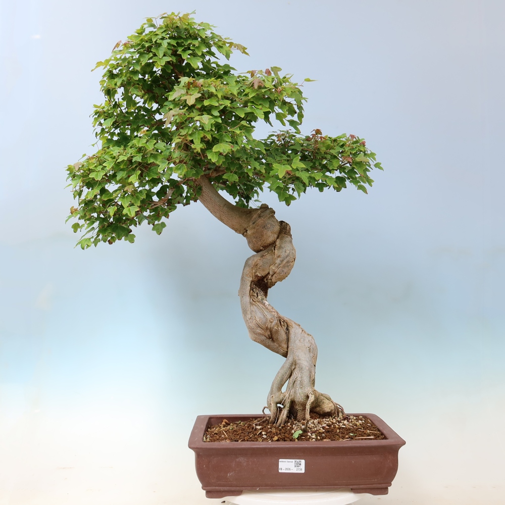 Outdoor bonsai - Acer Buergerianum - Klon Burger