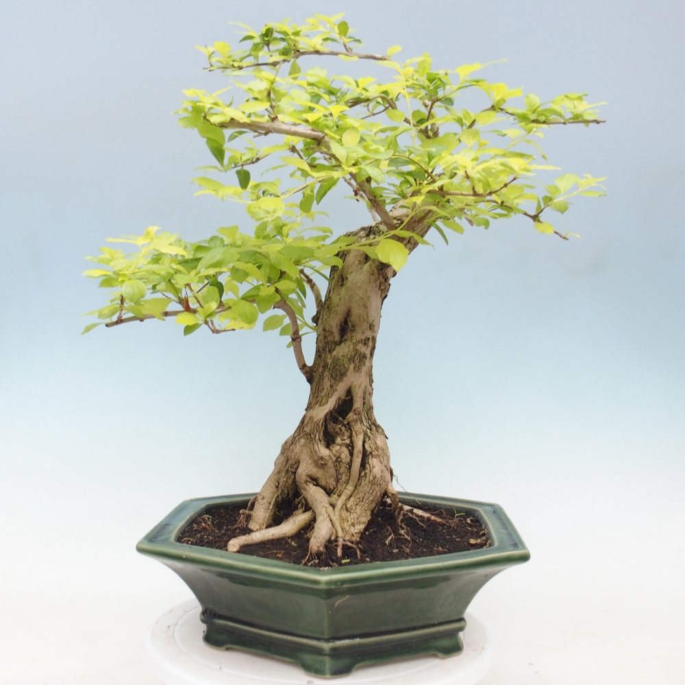 Bonsai pokojowe - Duranta erecta Aurea