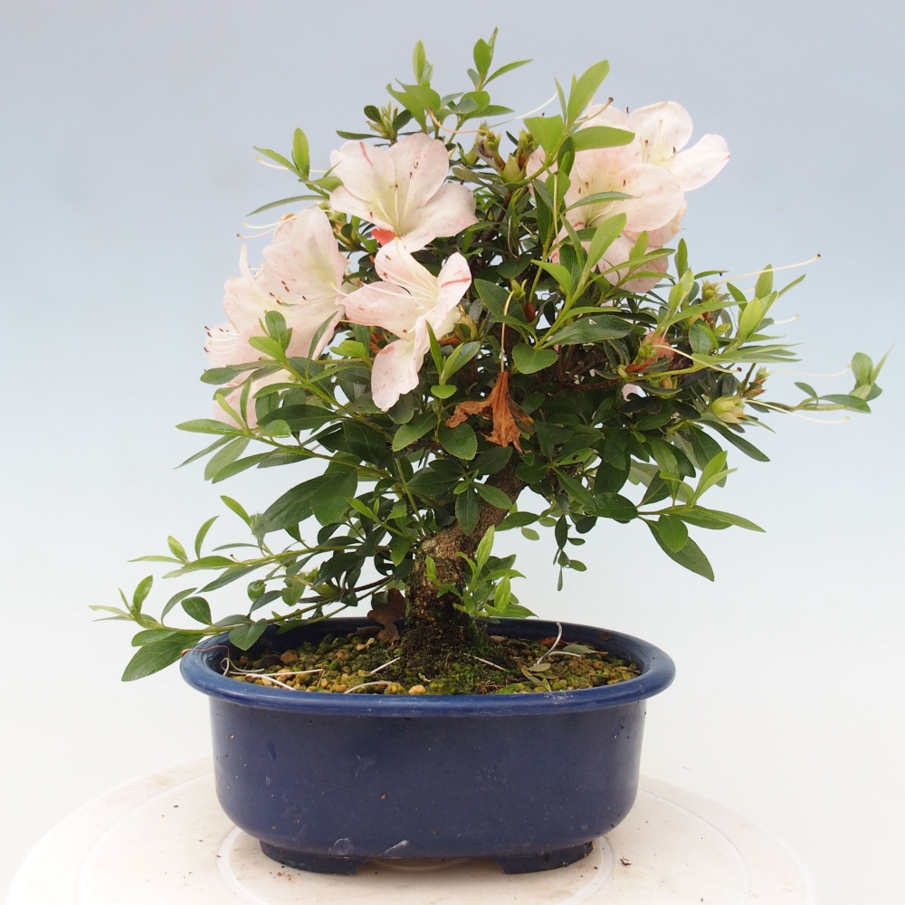 Bonsai ogrodowe - azalia japońska - Azalea Asazakura