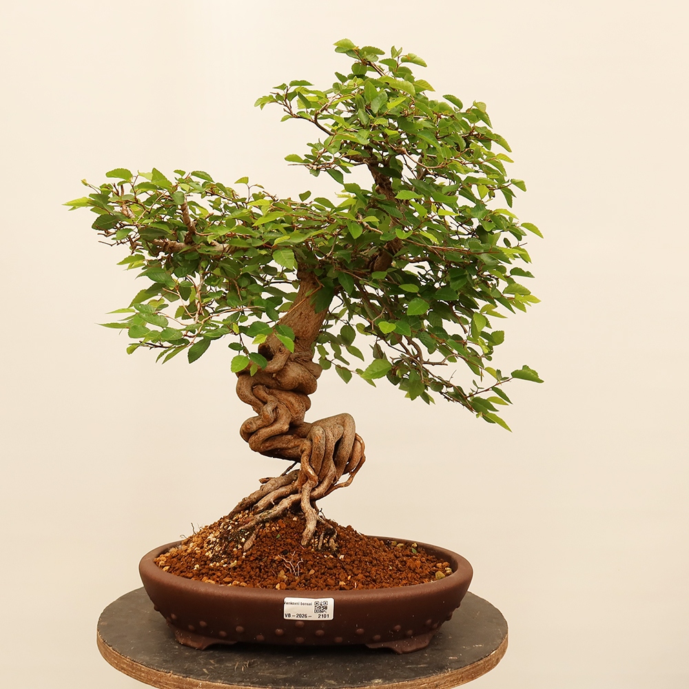 Bonsai plenerowe - Carpinus Coreana - grab koreański