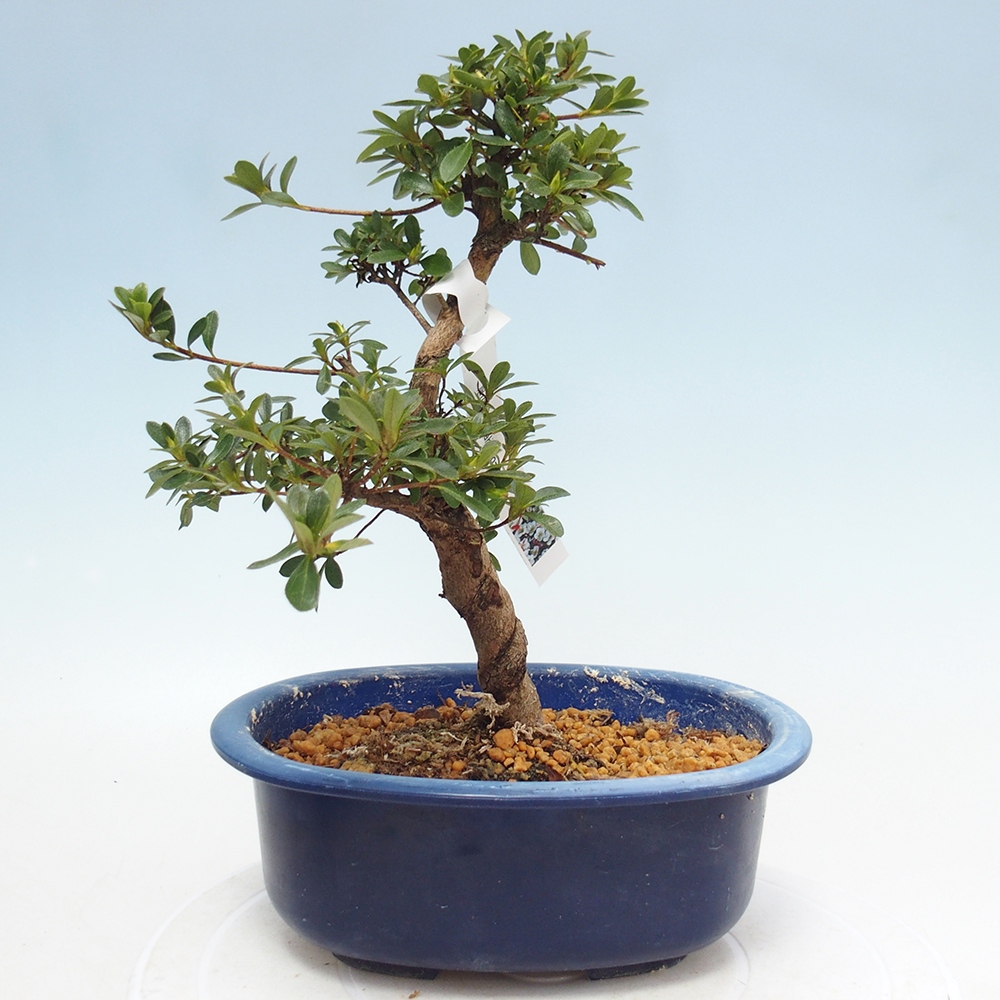 Bonsai zewnętrzne - Azalia japońska - Azalia Asahi-no-izumi
