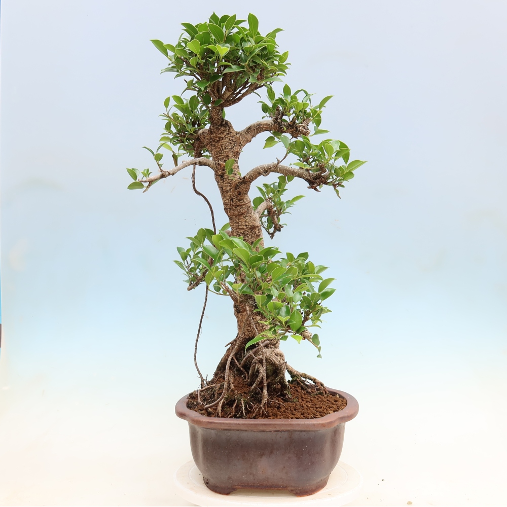 Pokój bonsai - Ficus kimmen - figowiec drobnolistny