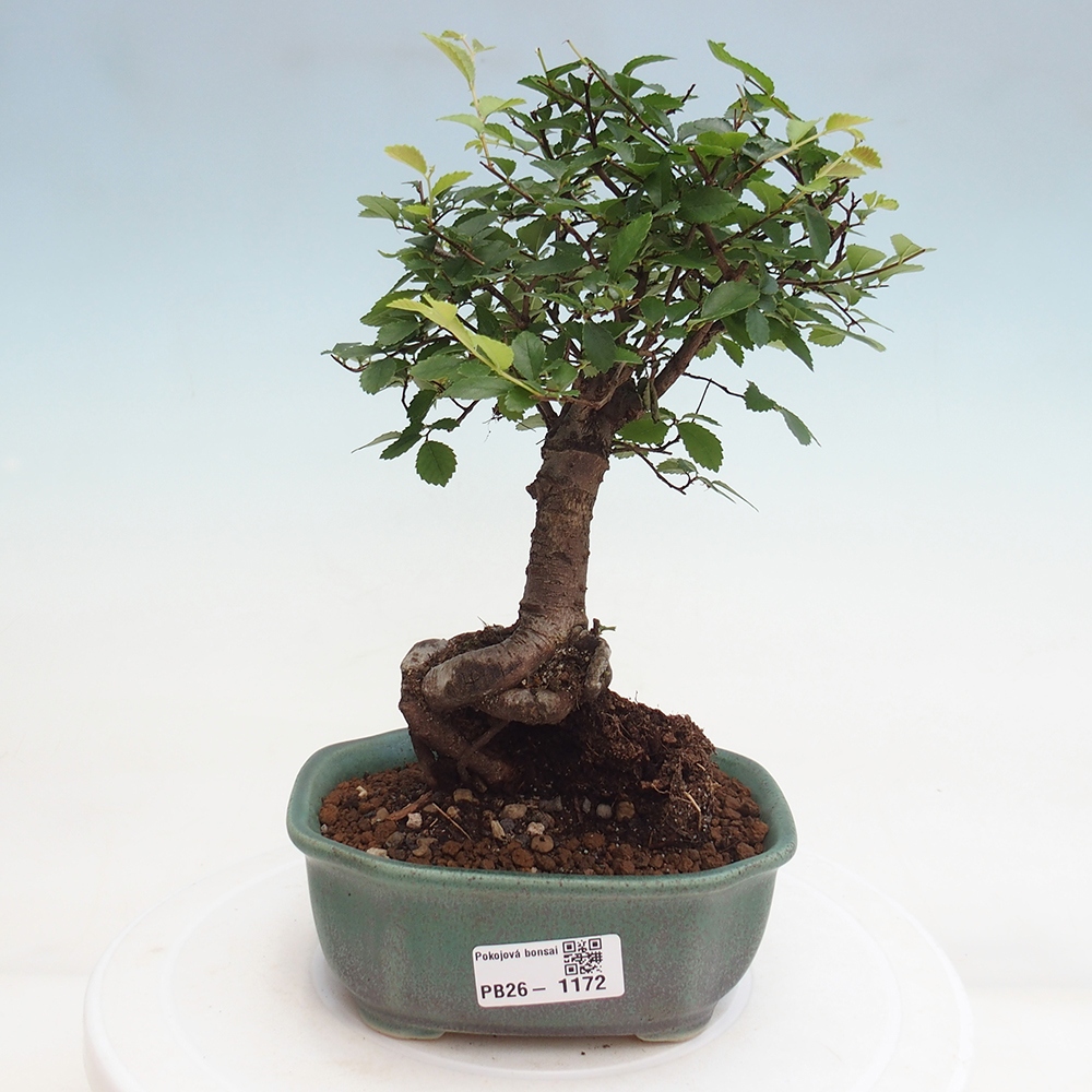 Pokój bonsai - Ulmus parvifolia - Wiąz drobnolistny