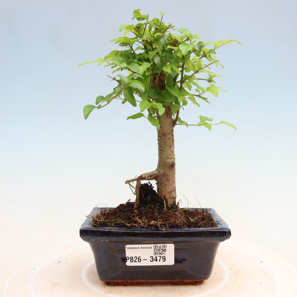 Pokój bonsai - Ligustrum chinensis - Dziób ptaka