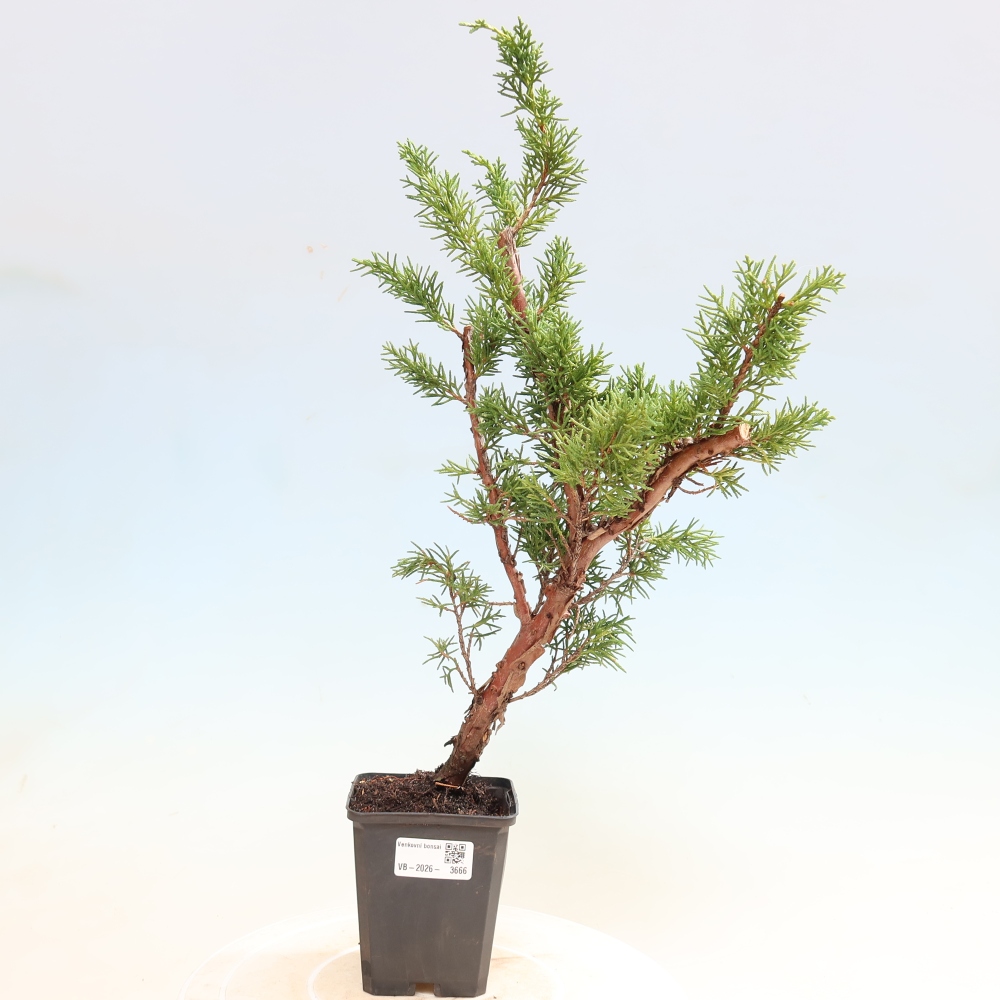 Outdoor bonsai - Juniperus chinensis Kishu