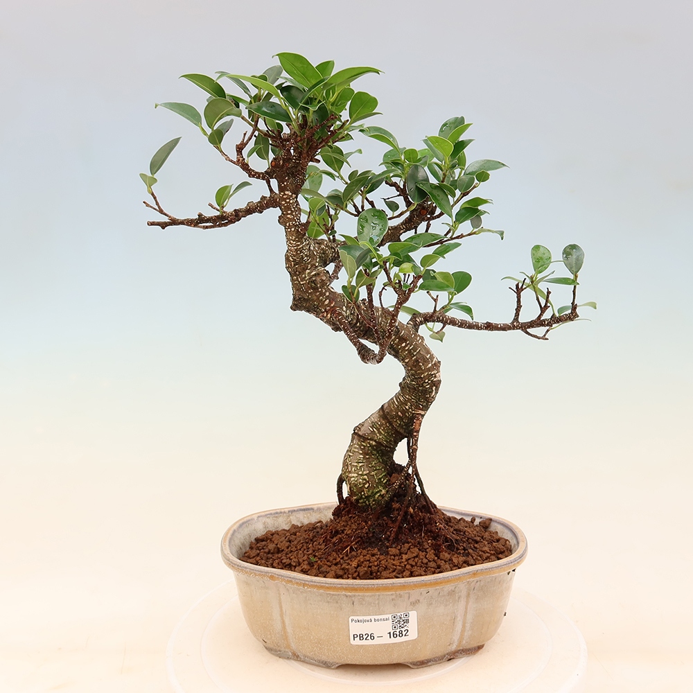 Pokój bonsai - Ficus retusa - figowiec drobnolistny