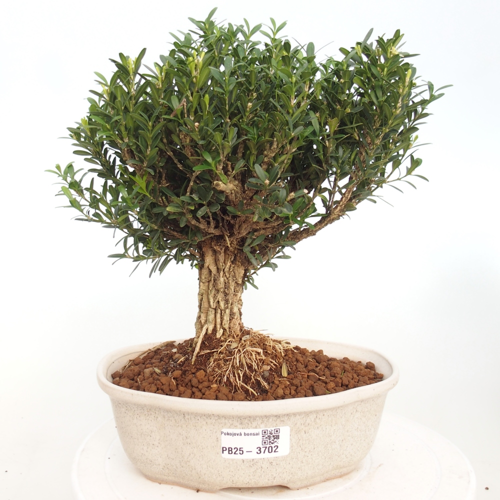 Kryty bonsai - Buxus harlandii - Bukszpan korkowy