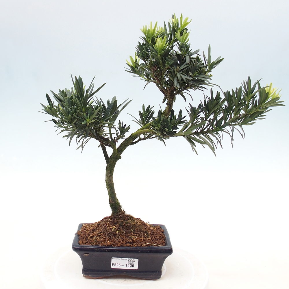 Kryty bonsai - Podocarpus - Kamień tys