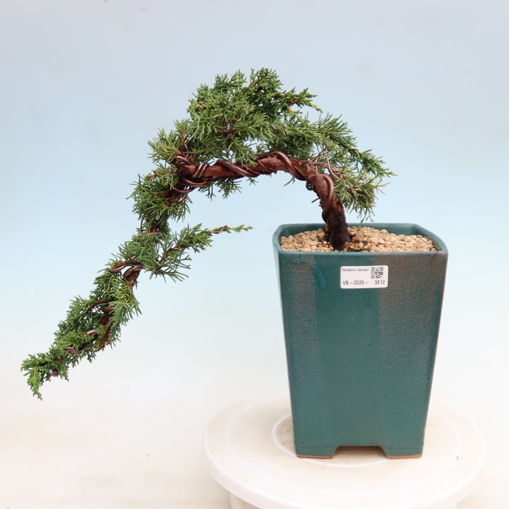 Outdoor bonsai - Juniperus chinensis Kishu