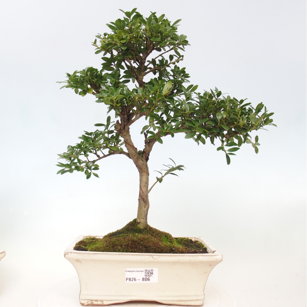 Pokój bonsai - Ilex crenata - Ostrokrzew