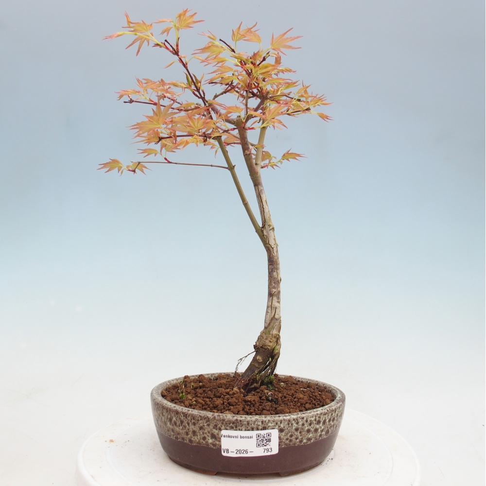 Klon pospolity - Acer palmatum Beni Tsukasa