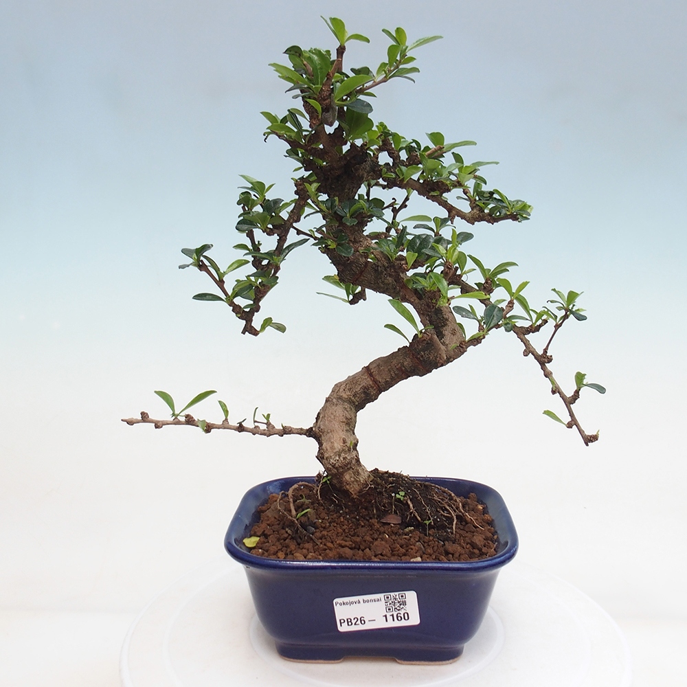 Bonsai pokojowe - Carmona macrophylla - Tea fuki