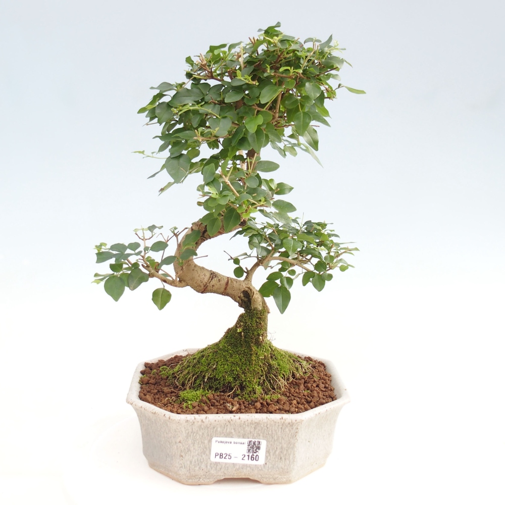 Indoor bonsai -Ligustrum chinensis - dziób ptaka