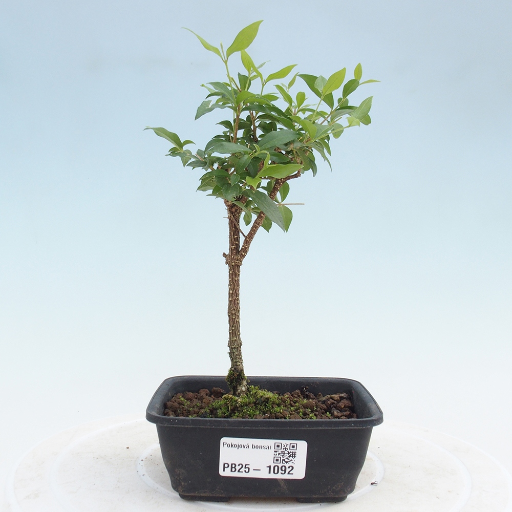 Bonsai pokojowe - Malpighia coccigera - Wiśnia Barbdorska