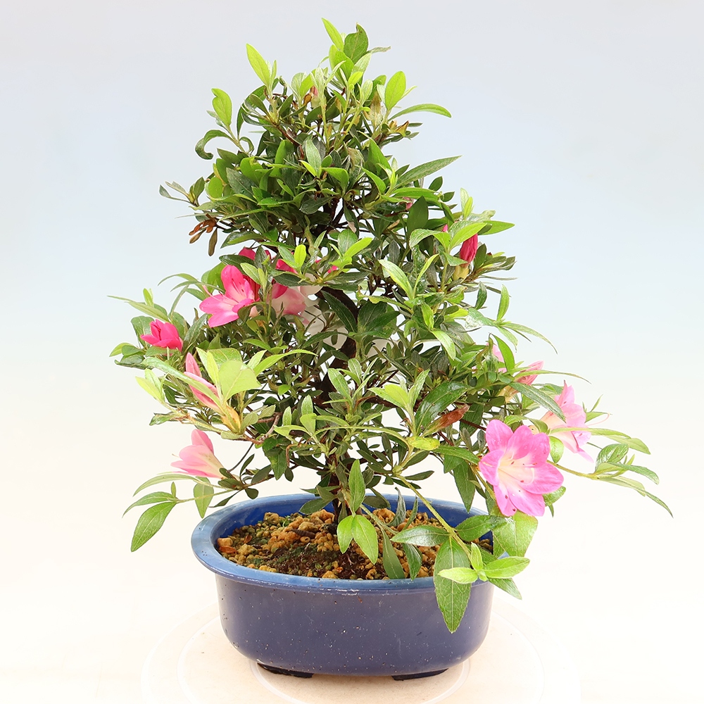 Bonsai zewnętrzne - Azalia japońska - Azalia Reiko